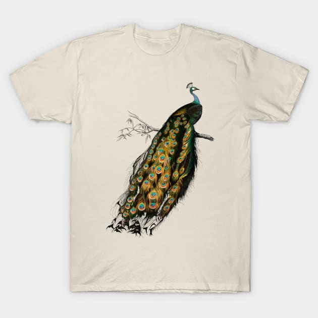 Vintage indian peafowl bird-animalia clothing T-Shirt by Phantom Troupe